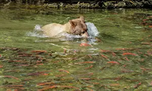 Nevada: Kokanee Salmon
