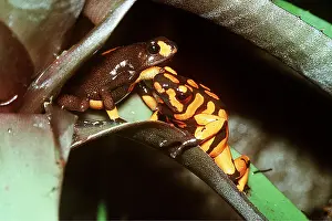 Arrow: Koke-pa POISON ARROW / DART FROG - x2