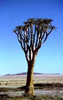 Aloes: Kokerboom / Quiver / Aloe Tree