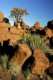 Aloes: KOKERBOOM / Quiver / Aloe Tree and boulders - individual