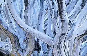 Arty: Kokerboom / Quiver / Aloe Tree - close-up of stems