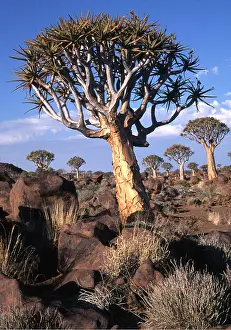 Aloe: Kokerboom / Quiver / Aloe Tree forest