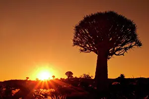 Aloes: KOKERBOOM / Quiver / Aloe Tree forest - individual