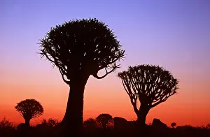 Arty: Kokerboom / Quiver / Aloe Tree - forest after sunset