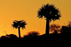 Aloes: KOKERBOOM / Quiver / Aloe Tree - silhouette - two