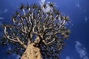 Aloes: KOKERBOOM / Quiver / Aloe Tree, viewed from below