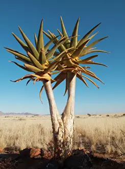Aloes: Kokerboom / Quiver / Aloe Trees