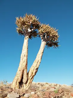 Aloes: Kokerboom / Quiver / Aloe Trees