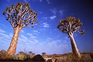 Arty: Kokerboom / Quiver / Aloe Trees - forest