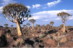 Aloe: Kokerboom / Quiver / Aloe Trees - forest