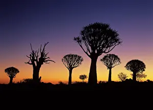 Aloes: Kokerboom / Quiver / Aloe Trees - forest silhouettes
