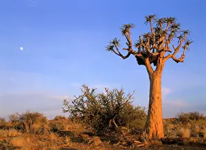 Aloes: Kokerboom / Quiver / Aloe Trees - and moon - in
