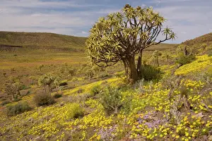 Aloes: Kokerboom / Quiver Tree - forest in a flowery spring