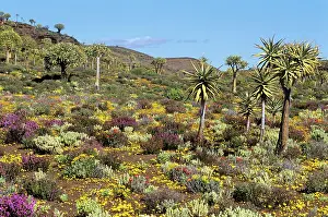 Quiver: KOKERBOOM TREES - Quiver Tree Forest with spring flowers