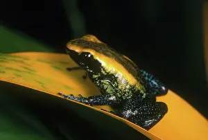 Blooded: Kokoe Poison Dart Frog