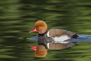 February: Kolbenente, Red-crested Pochard