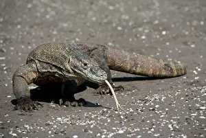 Scenting: Komodo Dragon