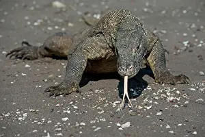 Scenting: Komodo Dragon