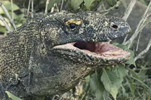 Varanid: Komodo Dragon