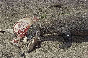 Varanidae: Komodo Dragon