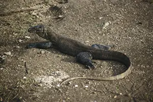 Varanidae: Komodo Dragon