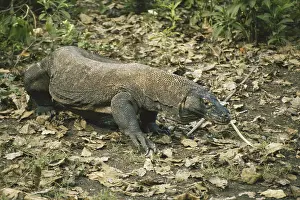 Sensing: Komodo Dragon
