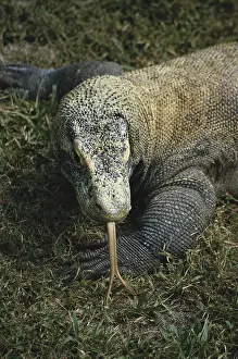 Sensing: Komodo Dragon