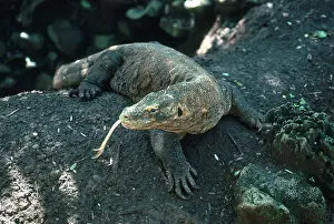 Forked: Komodo Dragon