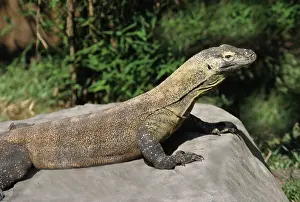 Varanidae: Komodo Dragon