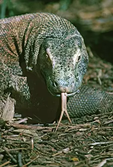 Varanidae: Komodo Dragon