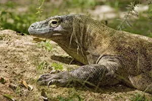 Varanidae: Komodo Dragon