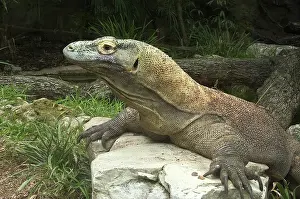 Komodoensis: Komodo Dragon