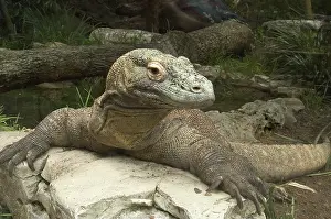 Komodoensis: Komodo Dragon