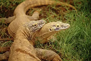 Komodoensis: Komodo Dragon