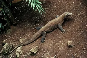 Varanidae: Komodo Dragon