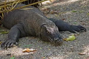 Varanus: Komodo dragon