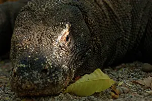 Varanus: Komodo dragon