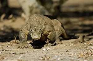 Varanus: Komodo Dragon
