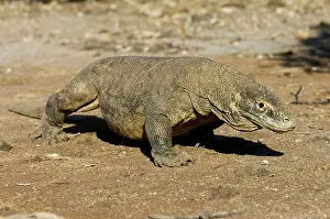 Varanus: Komodo Dragon