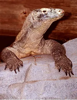 Dragon: Komodo Dragon