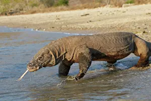 Entering: Komodo dragon - on beach entering sea