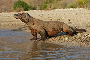 Entering: Komodo dragon - on beach entering sea