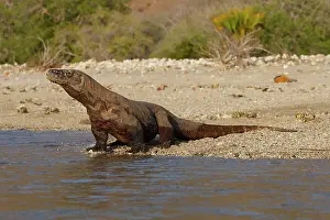 Entering: Komodo dragon - on beach entering sea