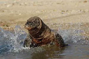 Komodo dragon - on beach entering sea