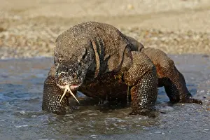 Forked: Komodo dragon - on beach entering sea