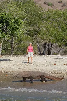 Entering: Komodo dragon - on beach entering sea with woman