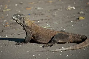 Varanus: Komodo Dragon - on beach - Horseshoe Bay, south
