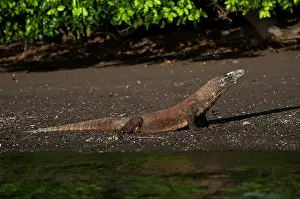 Varanus: Komodo Dragon - on beach - Horseshoe Bay, south