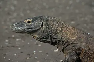 Varanus: Komodo Dragon - on beach - Horseshoe Bay, south