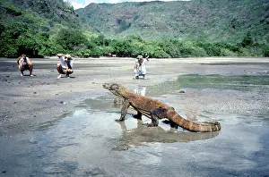 Flotsam: Komodo Dragon - on the beach looking for edible